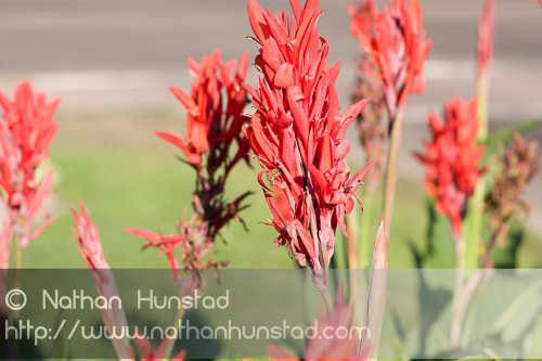 Flowers_2008-08-24_IMG_1553